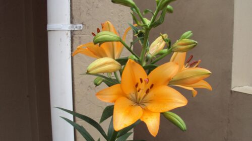 Orange Iris